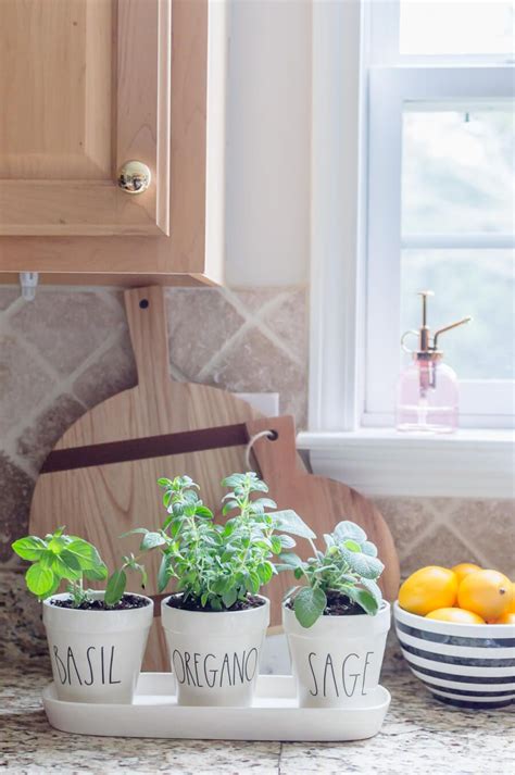 Kitchen Herb Garden: A Symphony of Fragrant Delights and Culinary Inspiration!